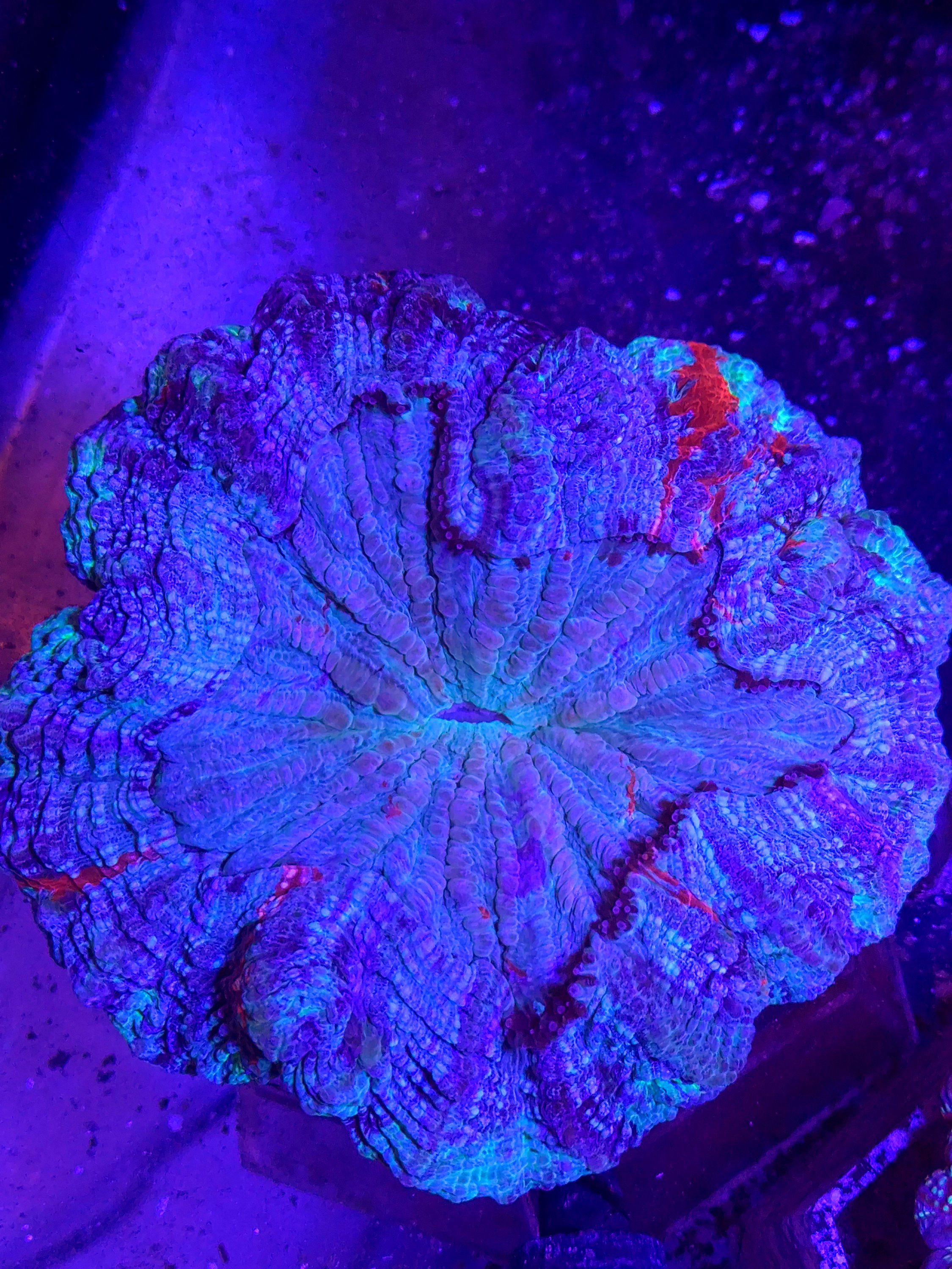 Acanthophyllia deshayesiana sp.