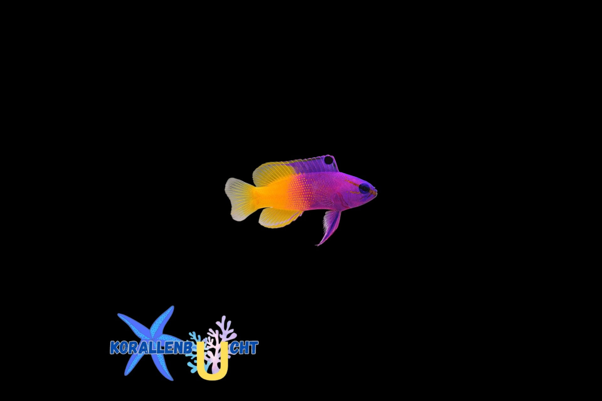 Gramma loreto - König Feenbarsch