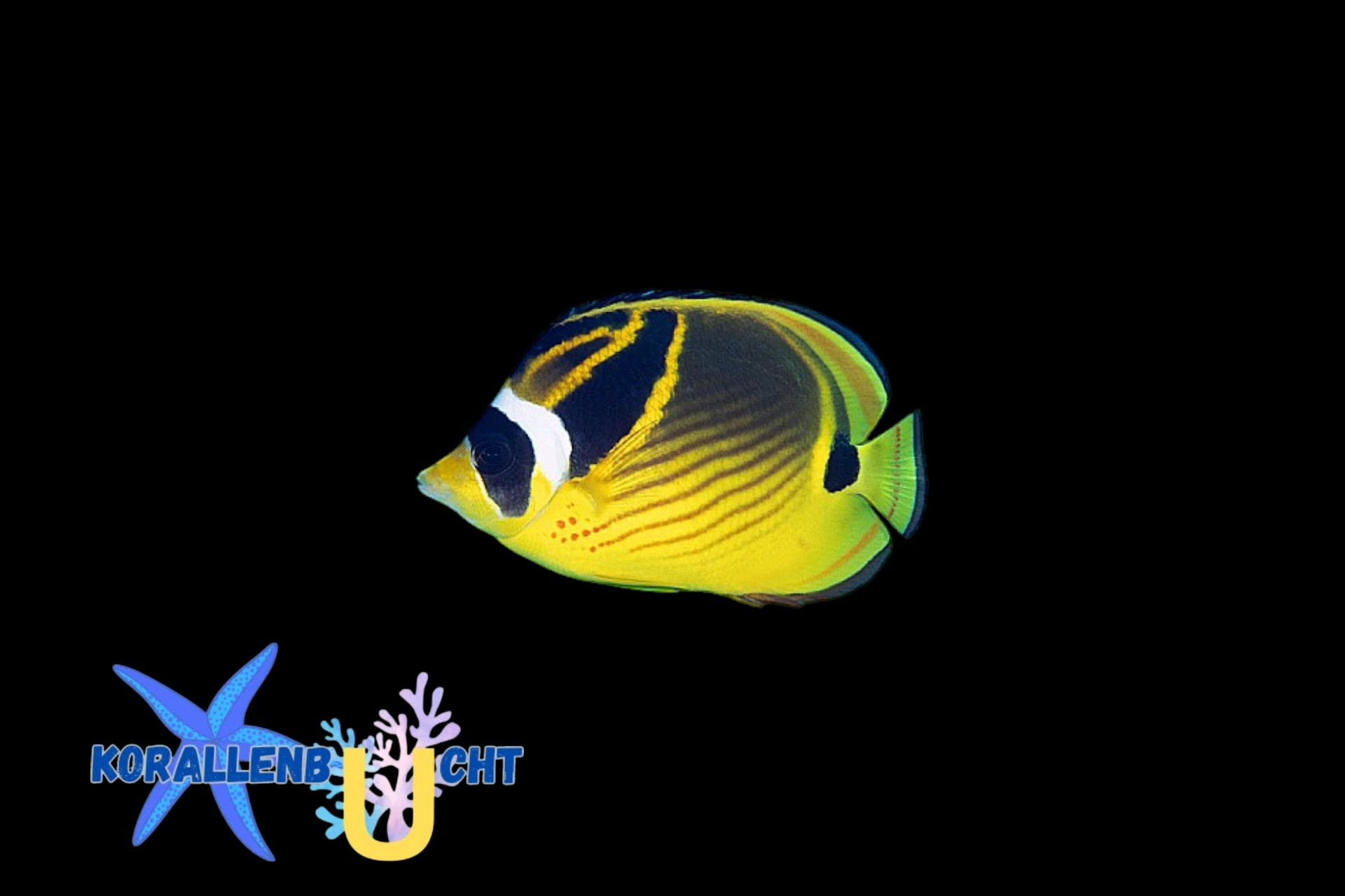Chaetodon lunula - Mondsichel Falterfisch