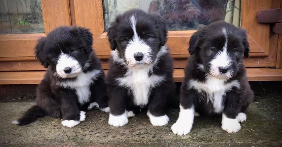 litter of puppies