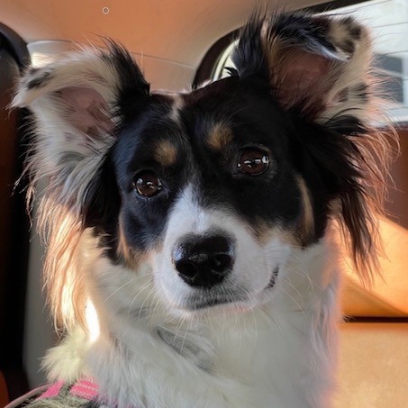 Black, white, and tan dog wearing pink harness