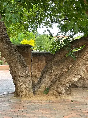 Water Vein.webp