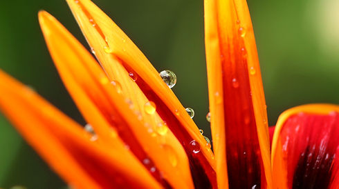 Orang Plant
