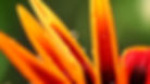 Orang Plant