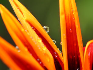 Morning Dew