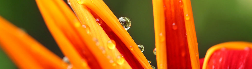 Orang Plant