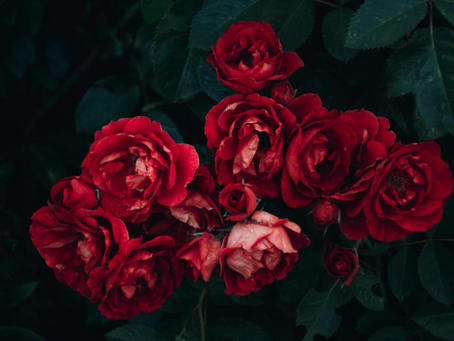 Love in Full Bloom: 6 Romantic Flower Arrangements to Impress Your Special Someone