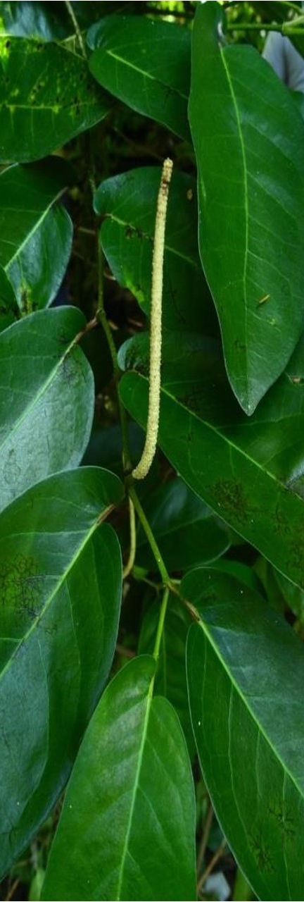 Wild Berries_edited.jpg