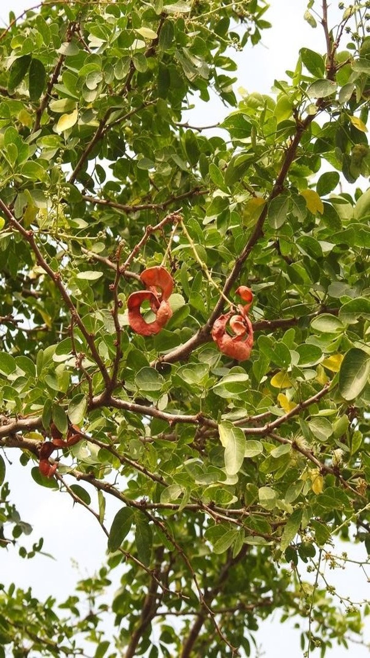 Pithecellobium dulce, image size:720x1280