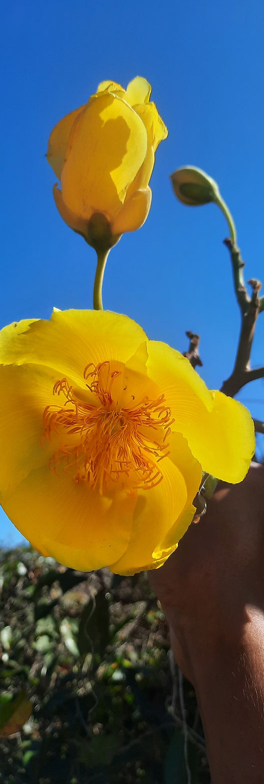 Wild Berries_edited.jpg