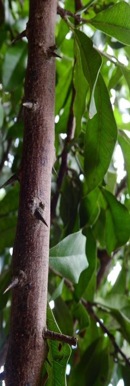 Wild Berries_edited.jpg