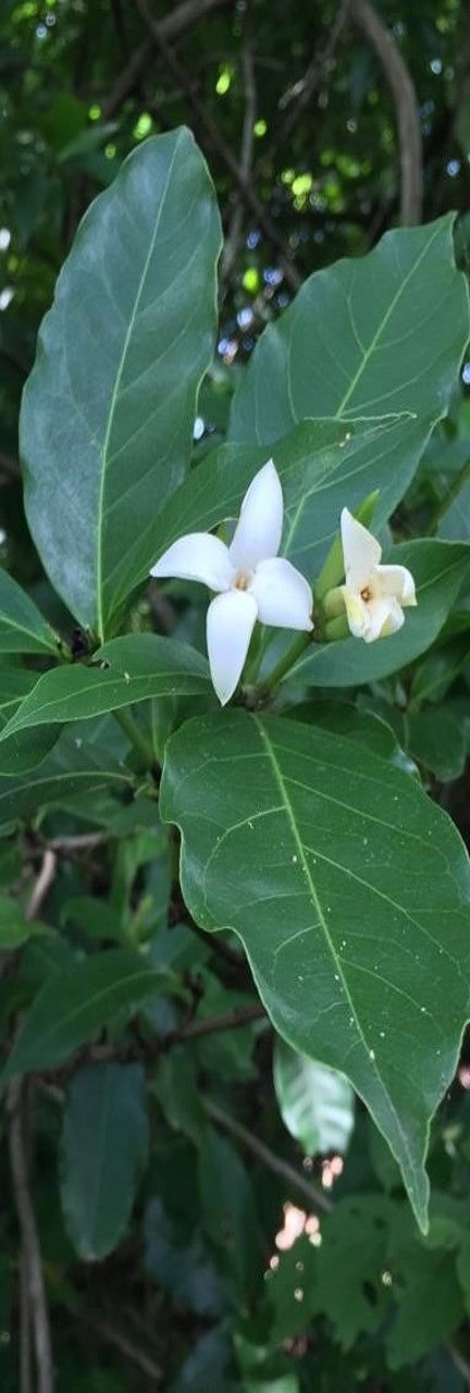 Wild Berries_edited.jpg