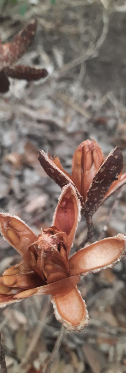 Wild Berries_edited.jpg