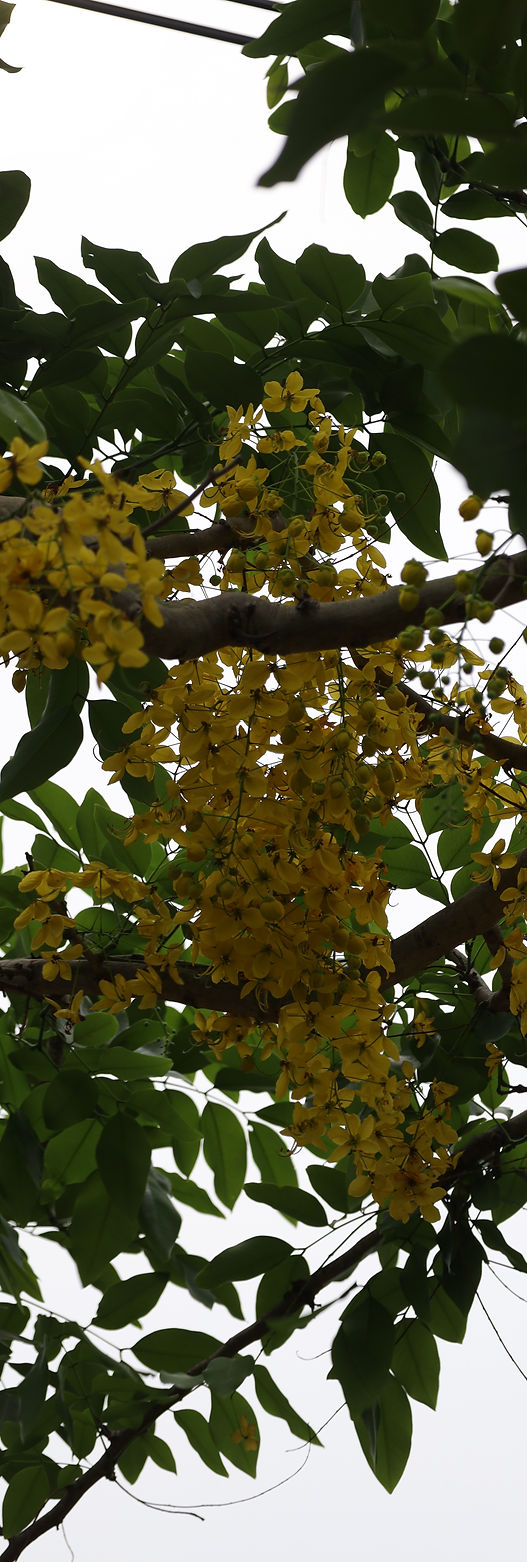 Wild Berries_edited.jpg