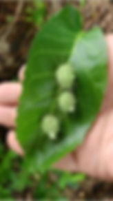 Hoja-Fruto.JPG