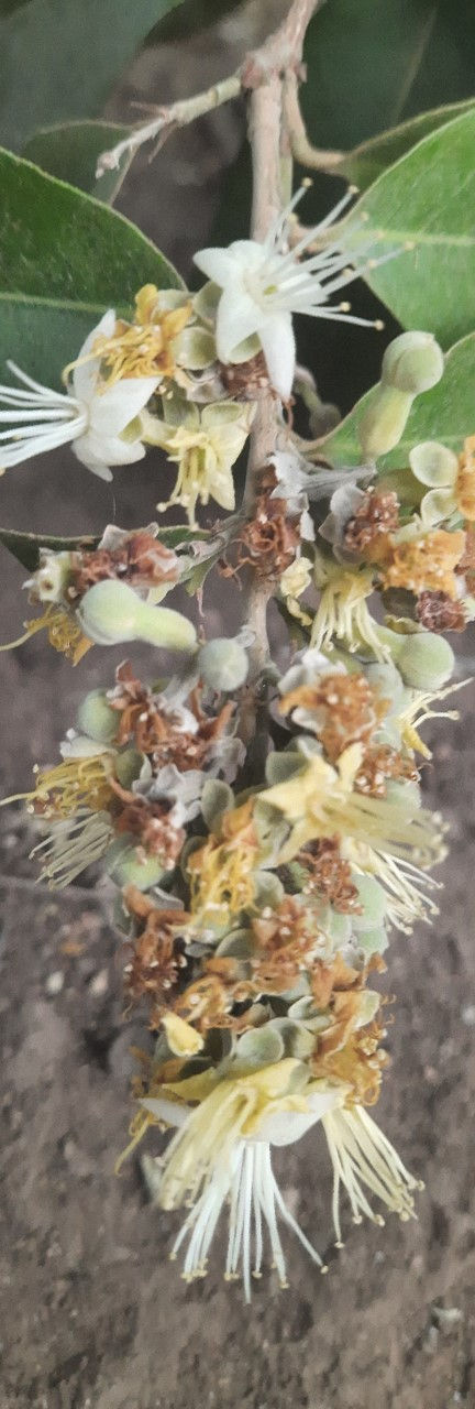 Wild Berries_edited.jpg