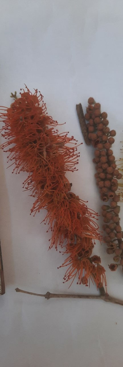 Wild Berries_edited.jpg