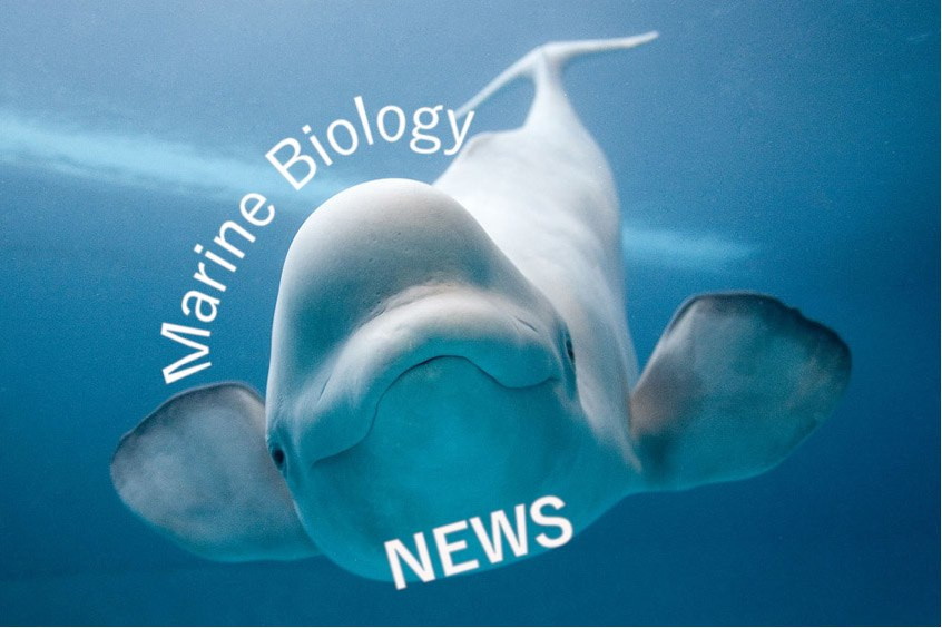 Latest News Marine Biology Now Science News Latest News Marine Biology Now Science News