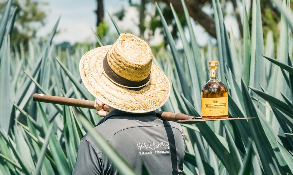 Carrying a coa through the agave rows in a Mt Uncle Distillery shirt, a bottle of Agave Australis balanced on the blade