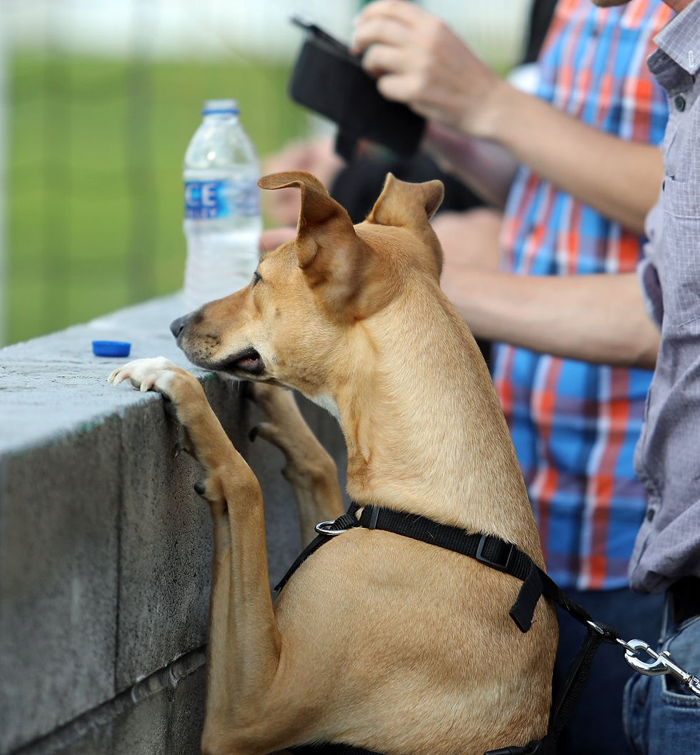 non league day non league day 2018