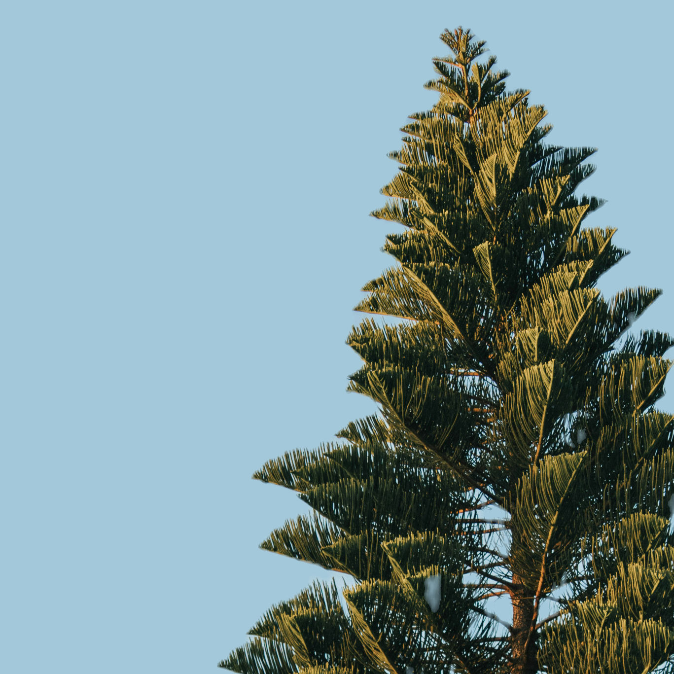 Pine Needle