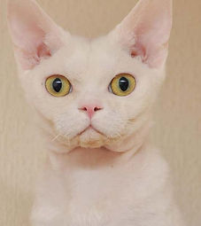 PHU-QUOC'S FEODOR (owner Irina Ilatovska)