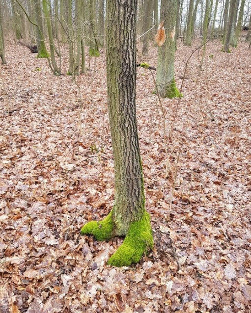 ree