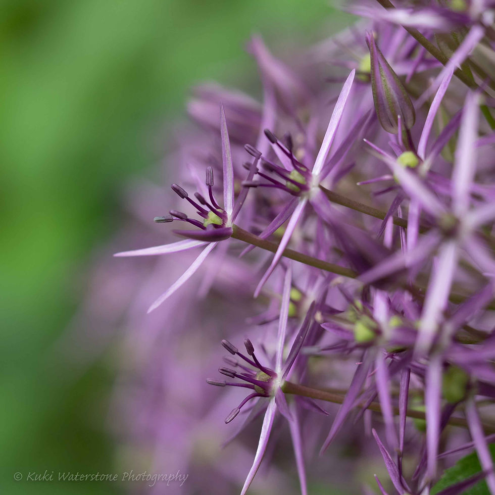 Purple Allium