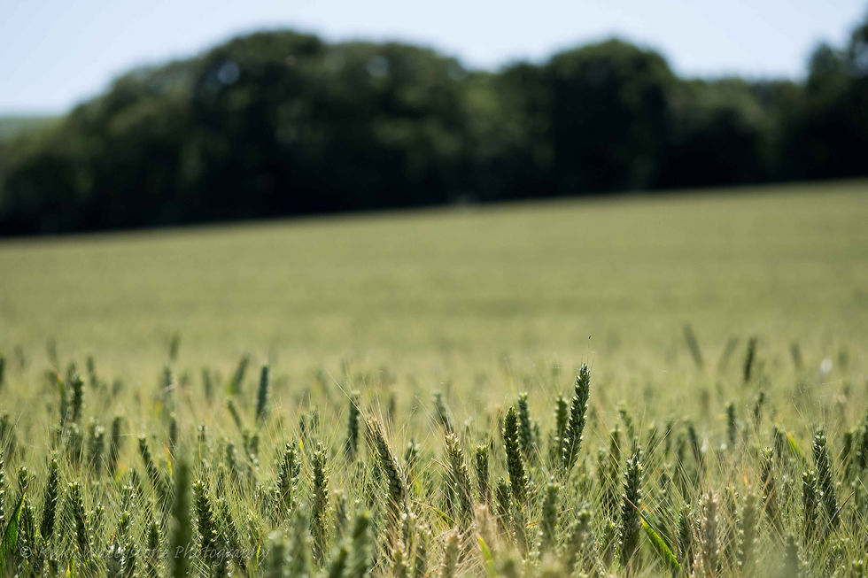 Wheat field