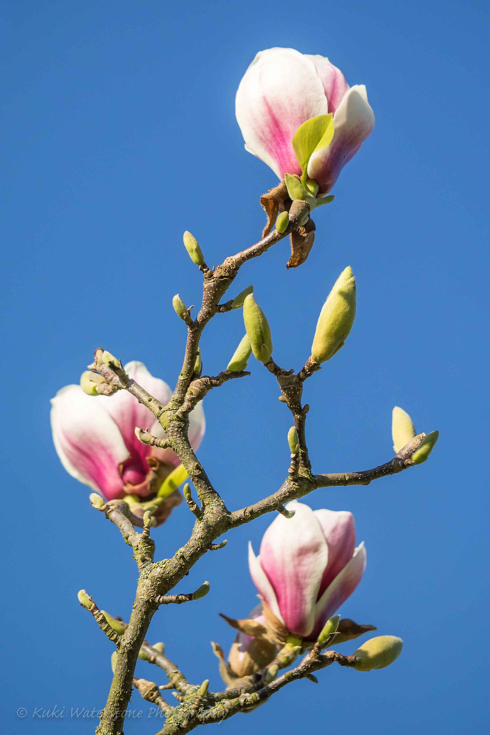 Magnolia flower branch