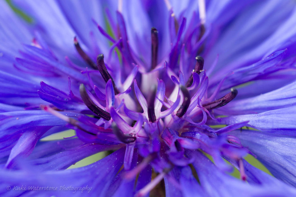 Cornflower