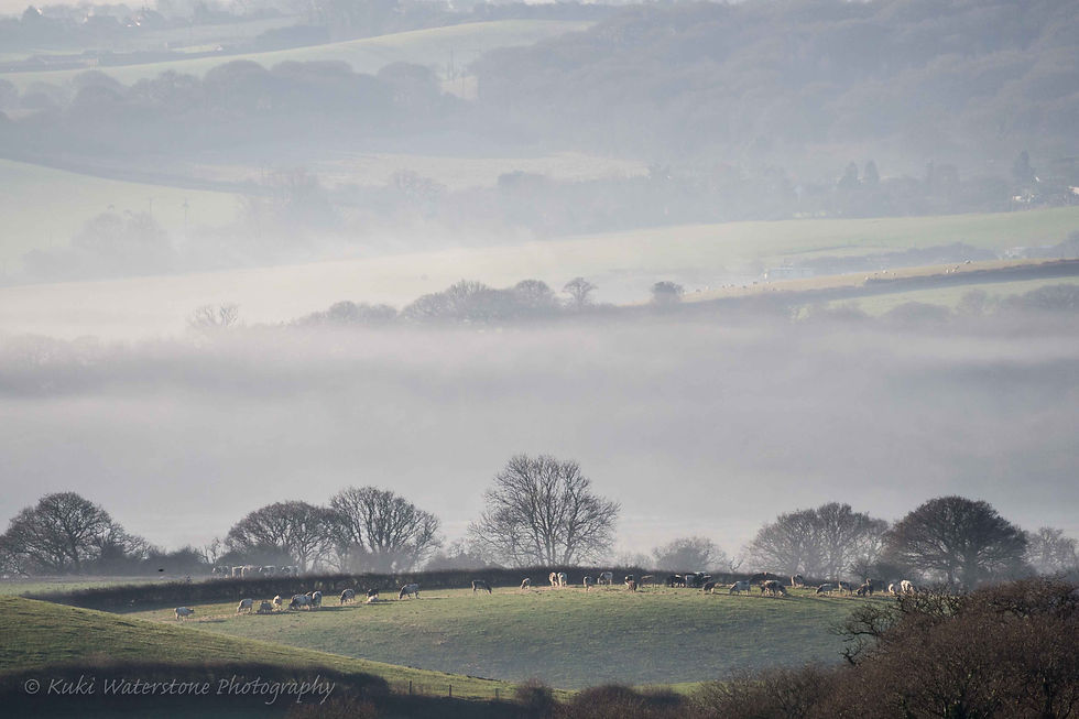 Valley mist with cows