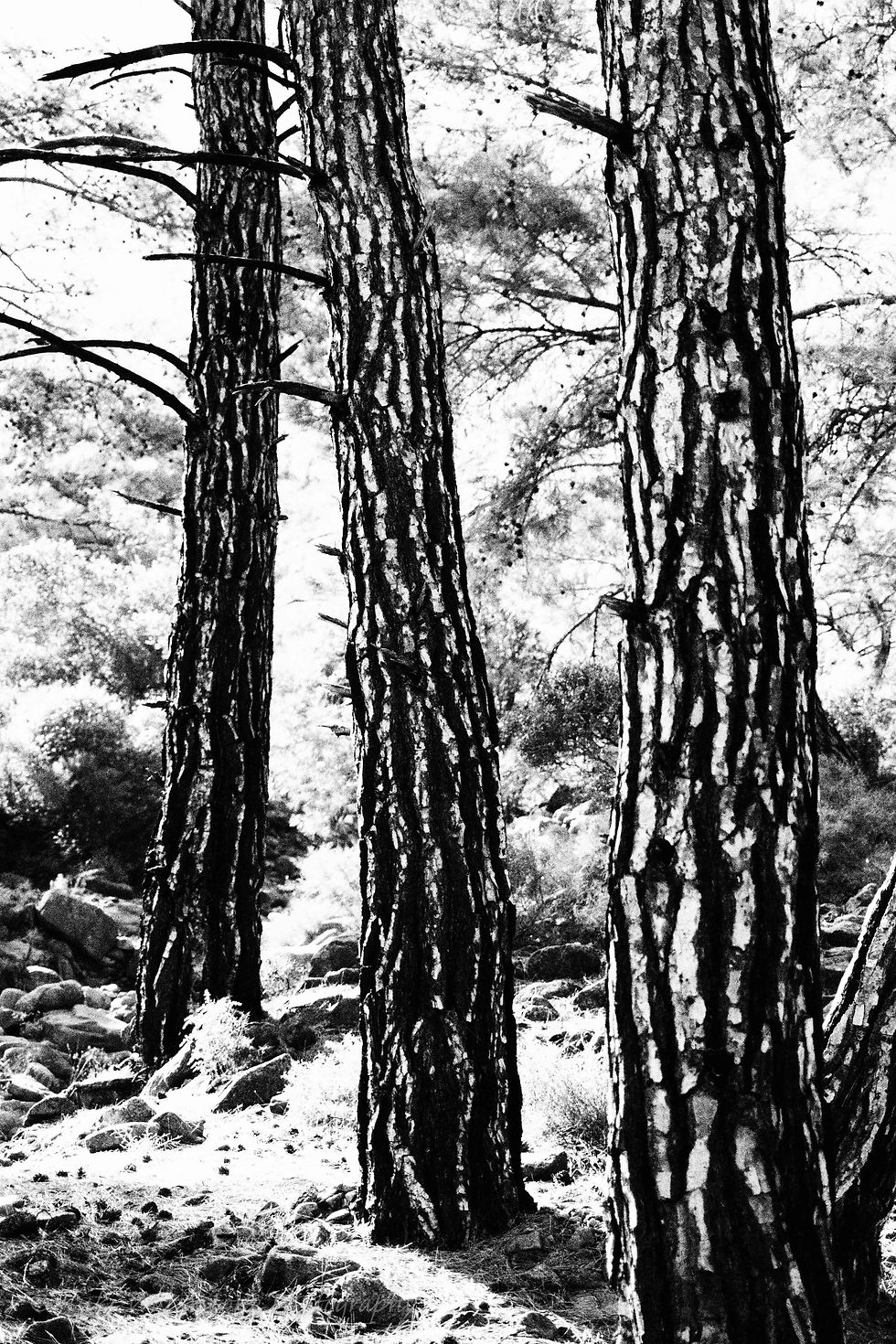 Trunk trio 0785