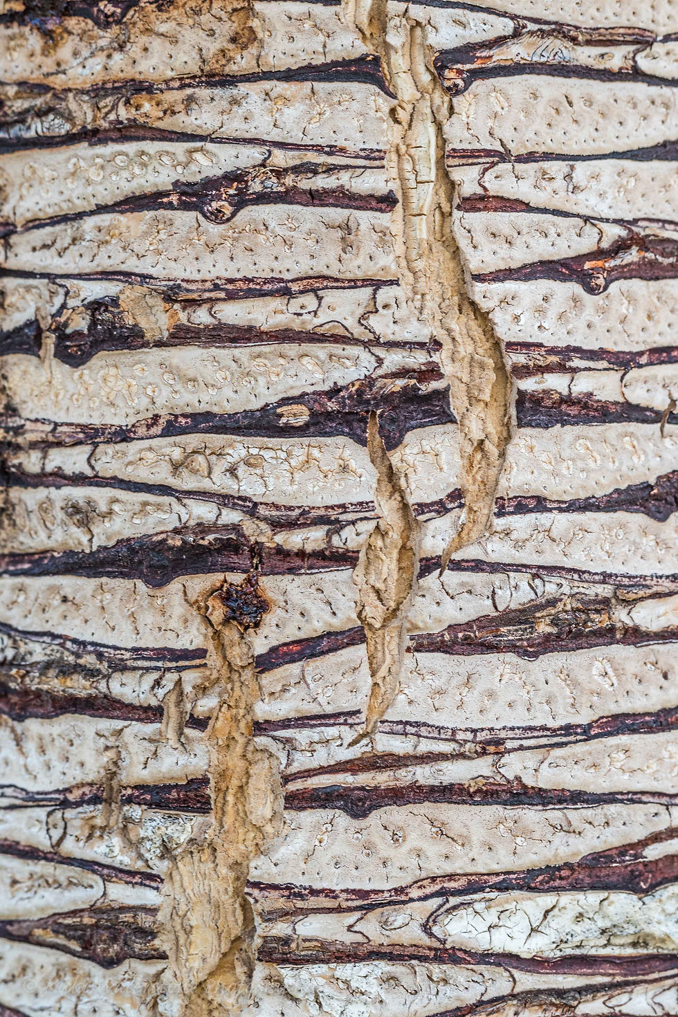 Dragon's Blood bark 0316