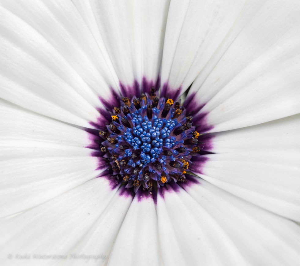 African Daisy