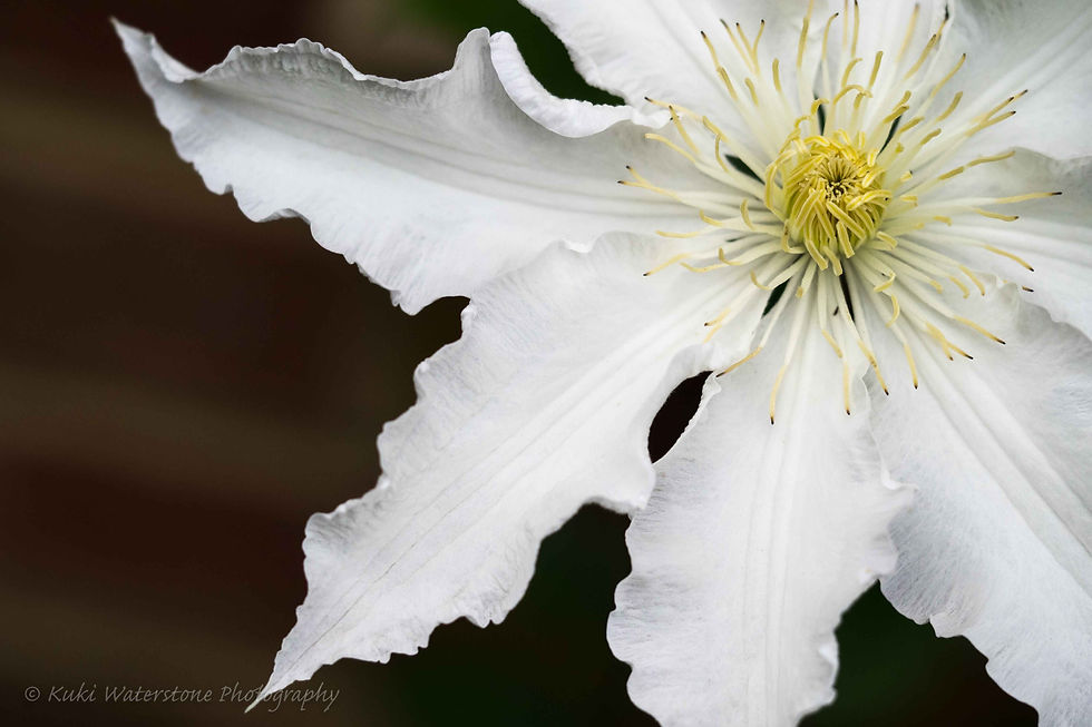 Clematis "Gillian Blades"