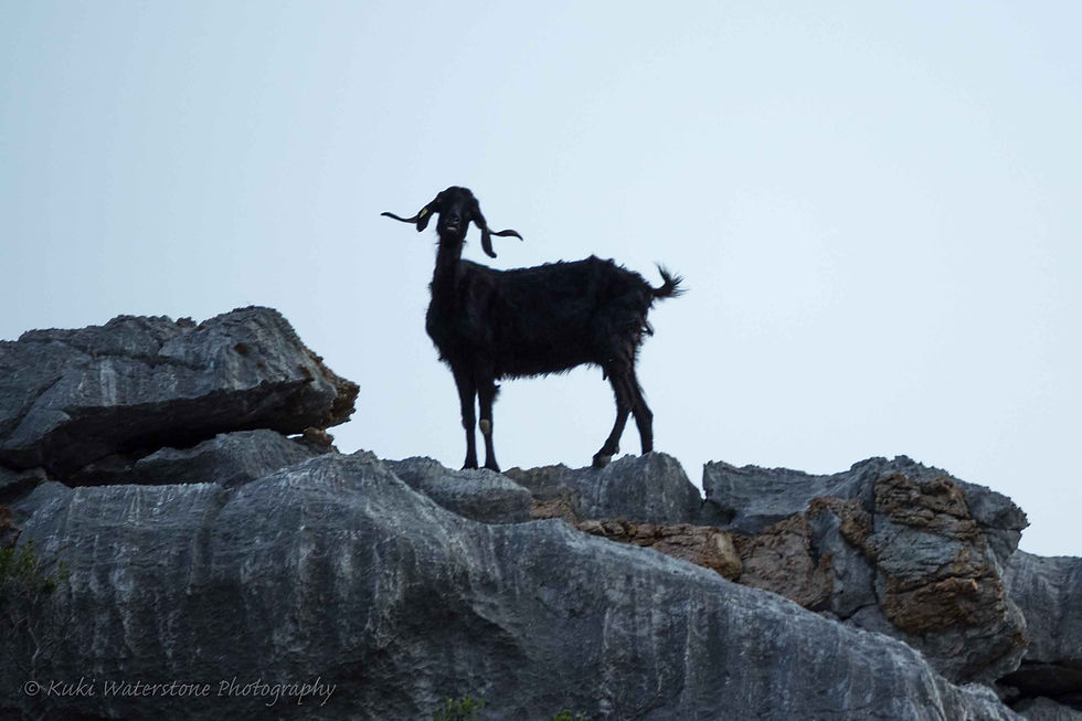 Goat on rocks 0511