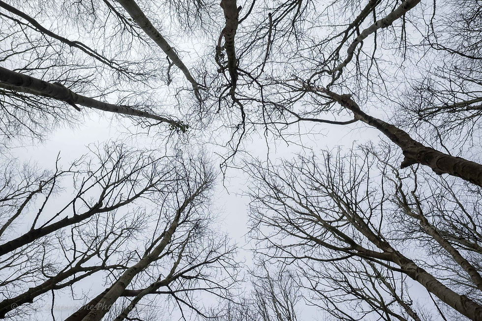 Through naked trees to the sky