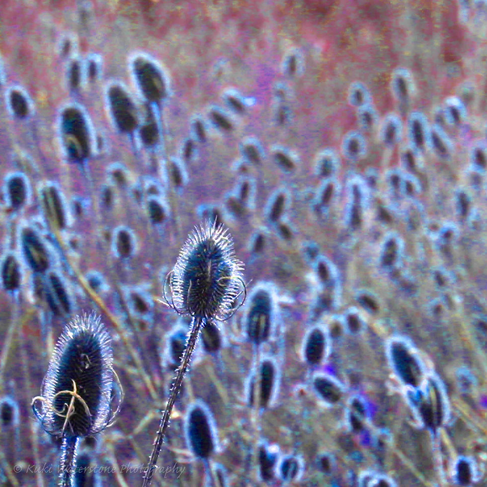 Field of teasels