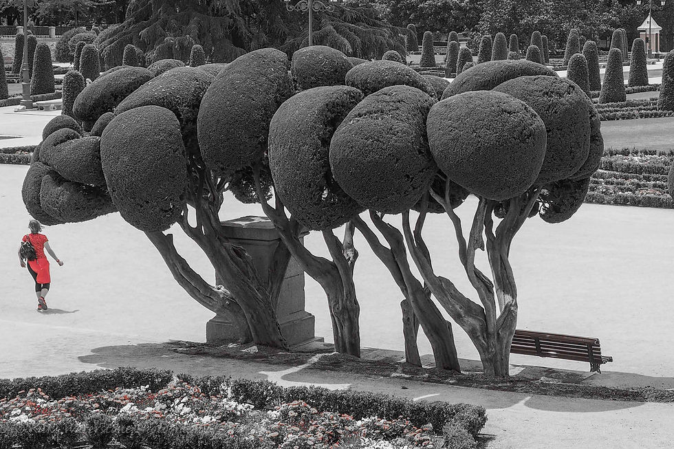 Cypress sculptures, Madrid, 020