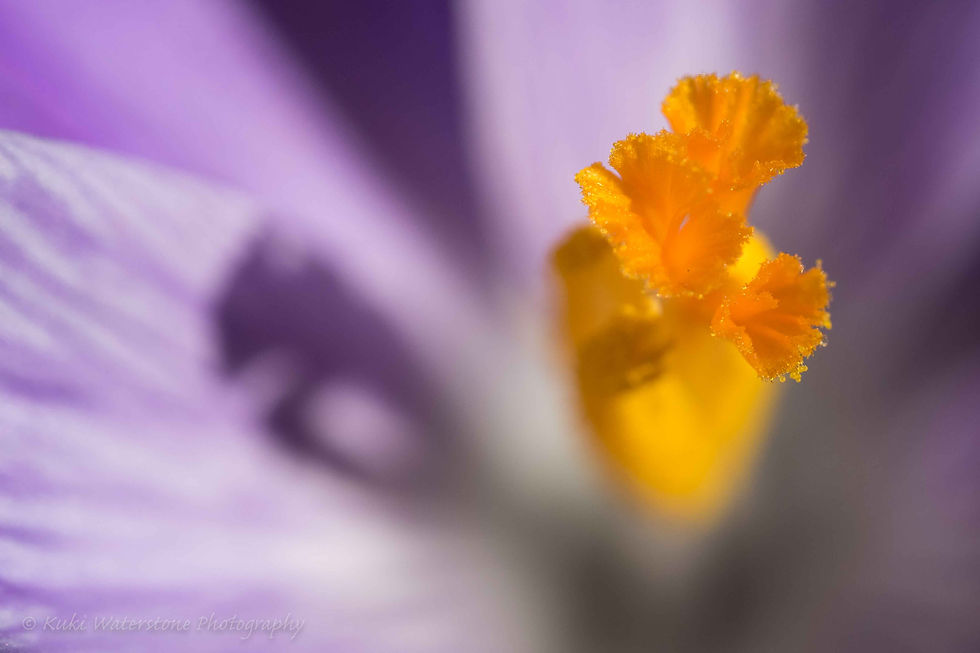 Crocus shadow