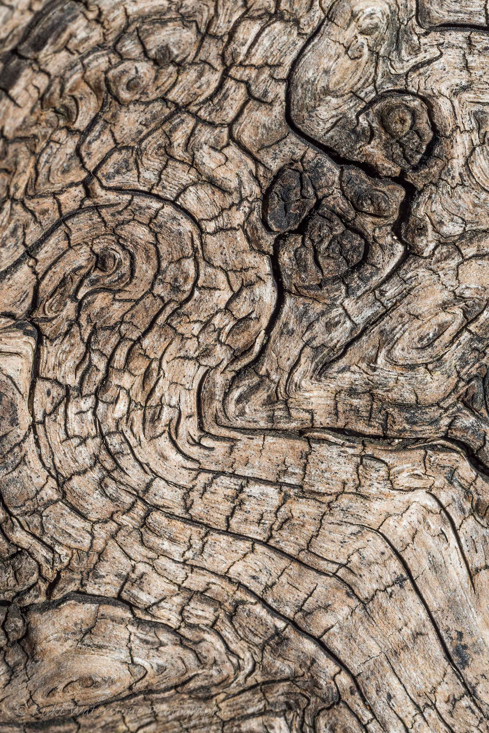 Nature's Paisley 0082