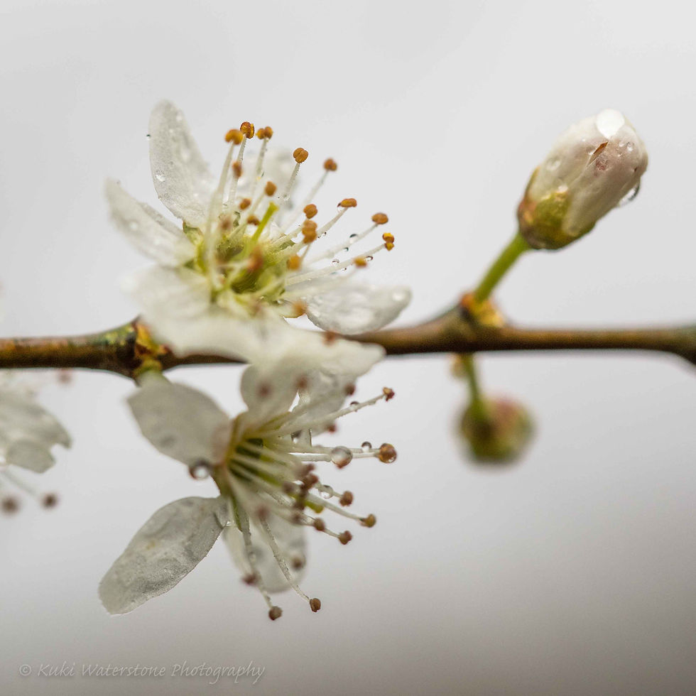 Blackthorn blossom