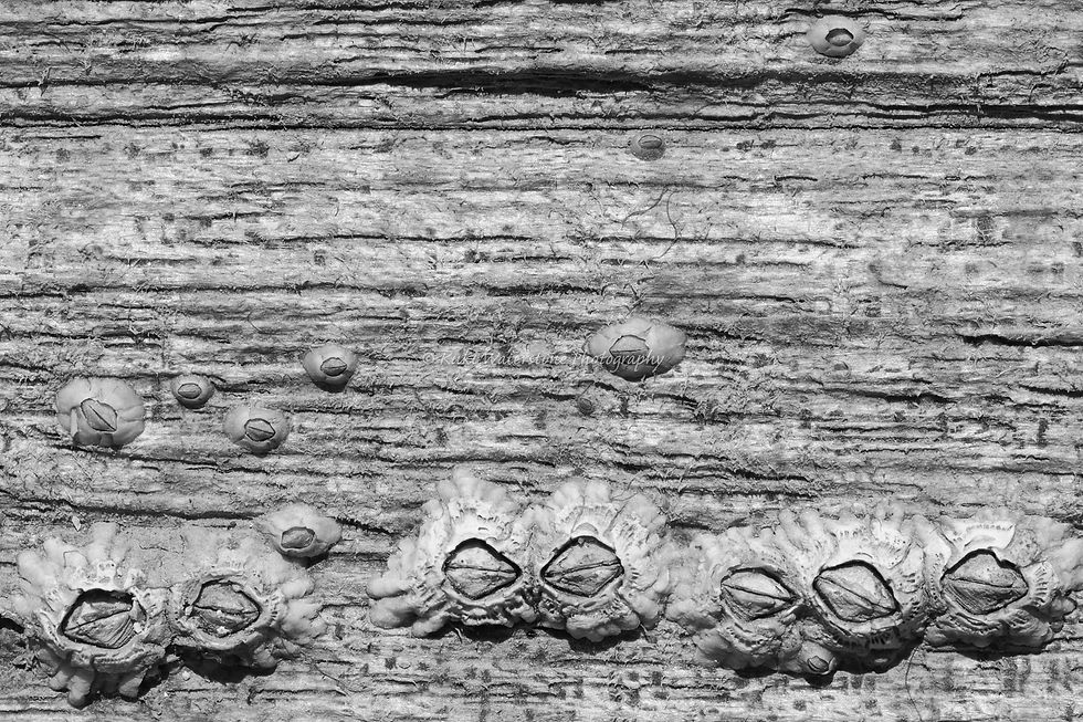 Barnacles on timber 0269