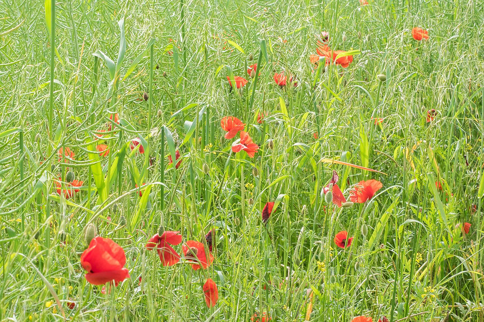 Poppy field