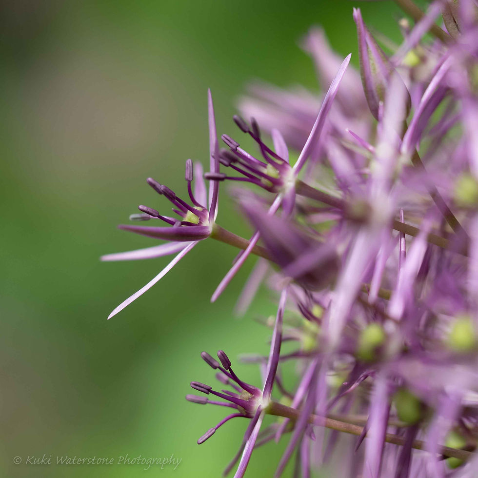 Purple Allium