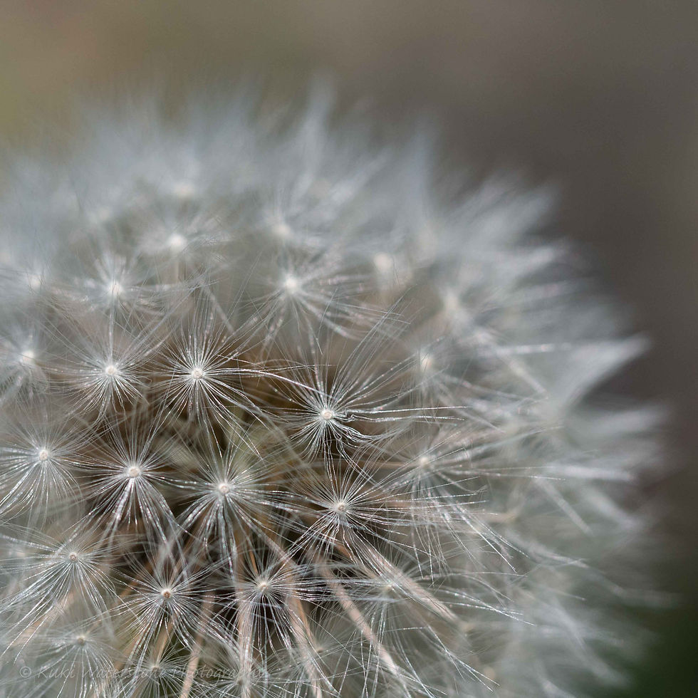 Dandelion seed head