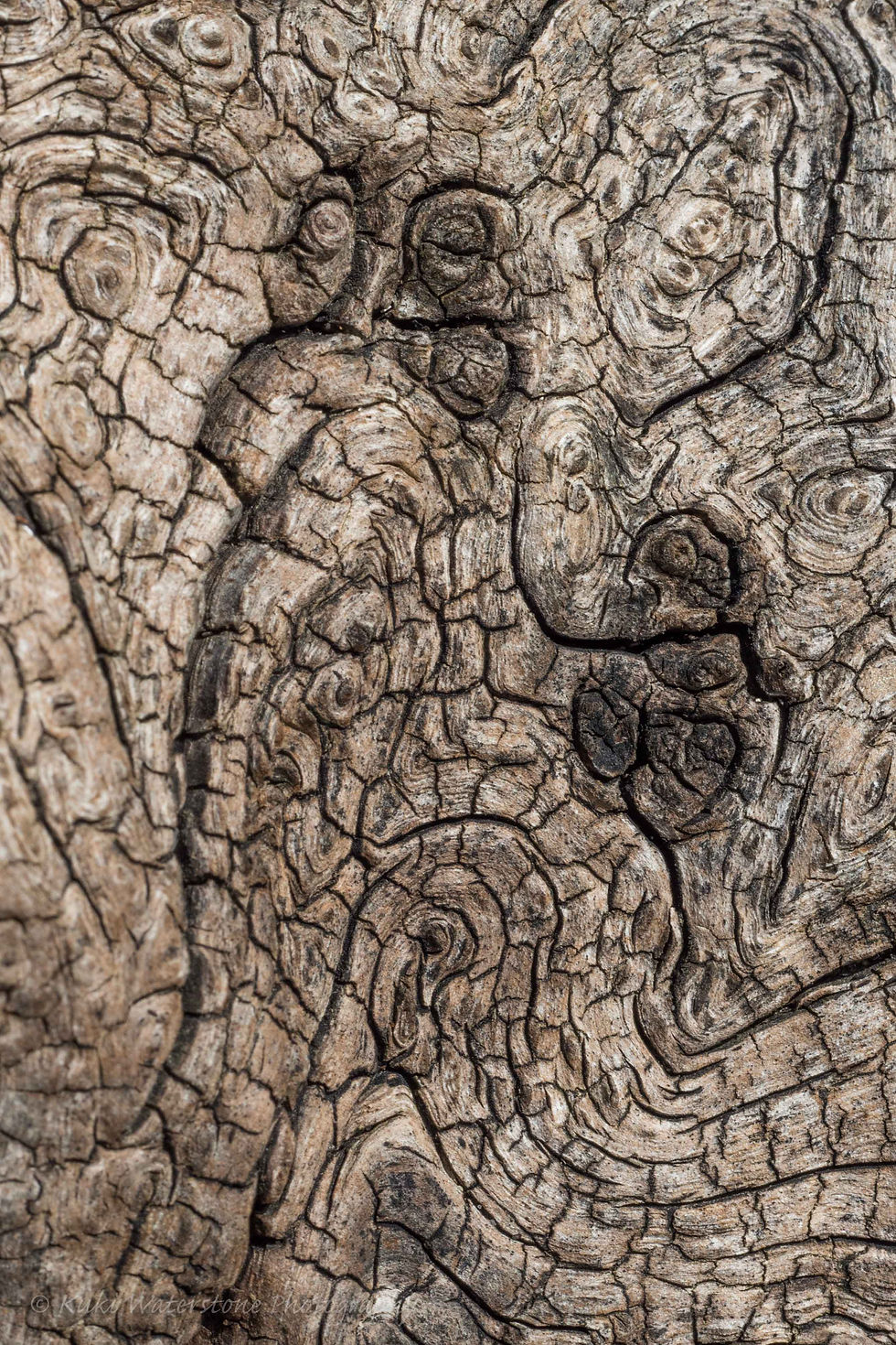 Nature's Paisley 0075