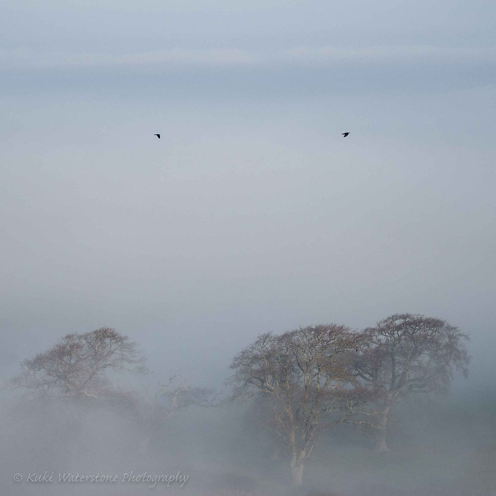 Two birds in mist