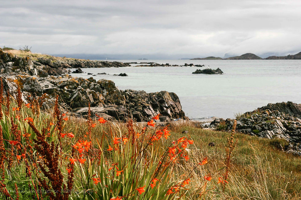 Wild coastal flowers